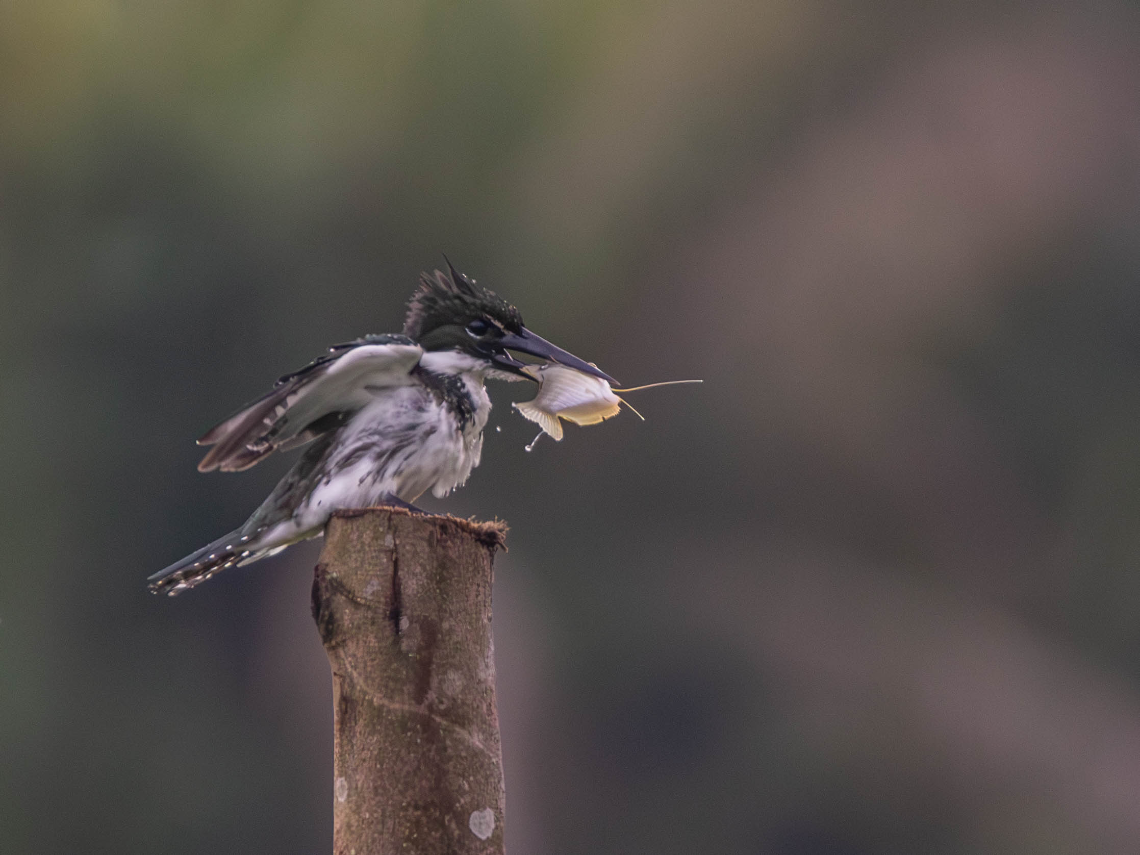 Martín Pescador Amazónico